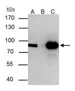 Nuclear Matrix Protein p84 Antibody in Immunoprecipitation (IP)