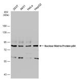 Nuclear Matrix Protein p84 Antibody in Western Blot (WB)