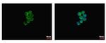 p47phox Antibody in Immunocytochemistry (ICC/IF)