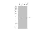 p53 Antibody in Western Blot (WB)