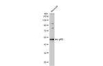 p53 Antibody in Western Blot (WB)