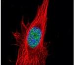 p38 MAPK alpha Antibody in Immunocytochemistry (ICC/IF)