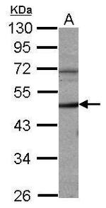 Cyclin A2 Antibody in Western Blot (WB)