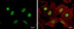 Cyclin A2 Antibody in Immunocytochemistry (ICC/IF)