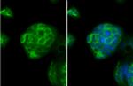 IFNGR1 Antibody in Immunocytochemistry (ICC/IF)