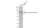 IFNGR1 Antibody in Western Blot (WB)