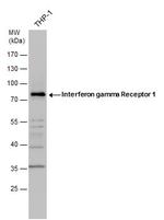 IFNGR1 Antibody in Western Blot (WB)