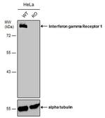 IFNGR1 Antibody