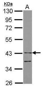 LILRA4 Antibody in Western Blot (WB)