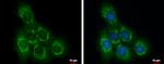 OCRL Antibody in Immunocytochemistry (ICC/IF)