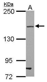 ZO-2 Antibody in Western Blot (WB)