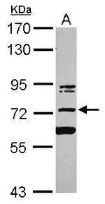 KIAA0020 Antibody in Western Blot (WB)