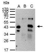 XPA Antibody in Immunoprecipitation (IP)