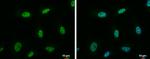 NRF1 Antibody in Immunocytochemistry (ICC/IF)