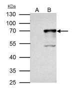 NRF1 Antibody in Immunoprecipitation (IP)