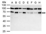 NRF1 Antibody in Western Blot (WB)