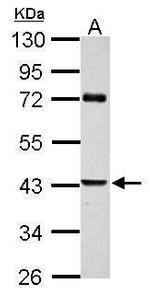 SERPINB2 Antibody in Western Blot (WB)