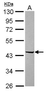 SERPINB2 Antibody in Western Blot (WB)