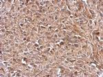 TrxR1 Antibody in Immunohistochemistry (Paraffin) (IHC (P))