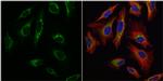 TFAM Antibody in Immunocytochemistry (ICC/IF)