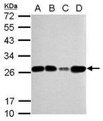 TFAM Antibody in Western Blot (WB)