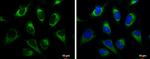 GRP94 Antibody in Immunocytochemistry (ICC/IF)