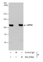 GRP94 Antibody in Immunoprecipitation (IP)