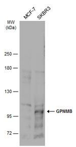 GPNMB Antibody in Western Blot (WB)