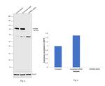 GPNMB Antibody in Western Blot (WB)