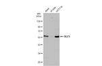 KLF5 Antibody in Western Blot (WB)