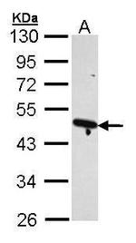 Arp2 Antibody in Western Blot (WB)