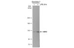 Nrf2 Antibody in Western Blot (WB)