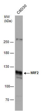 Nrf2 Antibody in Western Blot (WB)