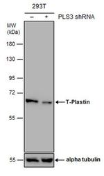 PLS3 Antibody