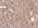 Annexin A3 Antibody in Immunohistochemistry (Paraffin) (IHC (P))