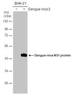 Dengue Virus Type 2 NS1 Antibody in Western Blot (WB)