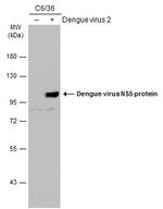 Dengue Virus Type 2 NS5 Antibody in Western Blot (WB)