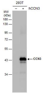 NOV Antibody in Western Blot (WB)