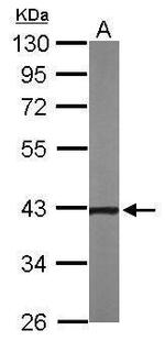 NOV Antibody in Western Blot (WB)