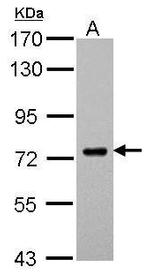 SAMHD1 Antibody in Western Blot (WB)