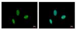 RAD23B Antibody in Immunocytochemistry (ICC/IF)