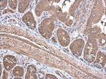 ECH1 Antibody in Immunohistochemistry (Paraffin) (IHC (P))