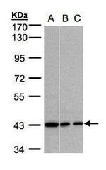 GNAI3 Antibody in Western Blot (WB)