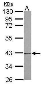 PSMD7 Antibody in Western Blot (WB)