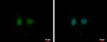 DDI1 Antibody in Immunocytochemistry (ICC/IF)