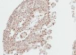 DDI1 Antibody in Immunohistochemistry (Paraffin) (IHC (P))