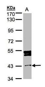 DDI1 Antibody in Western Blot (WB)