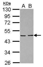 EBP1 Antibody in Western Blot (WB)