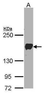 PCDH1 Antibody in Western Blot (WB)