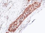 PSMA5 Antibody in Immunohistochemistry (Paraffin) (IHC (P))